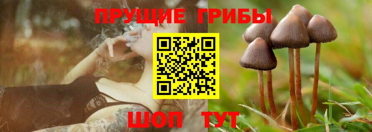 Галлюциногенные грибы Psilocybine cubensis Уссурийск